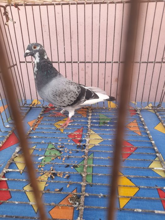 Porumbei voiajori/galateni/satineti