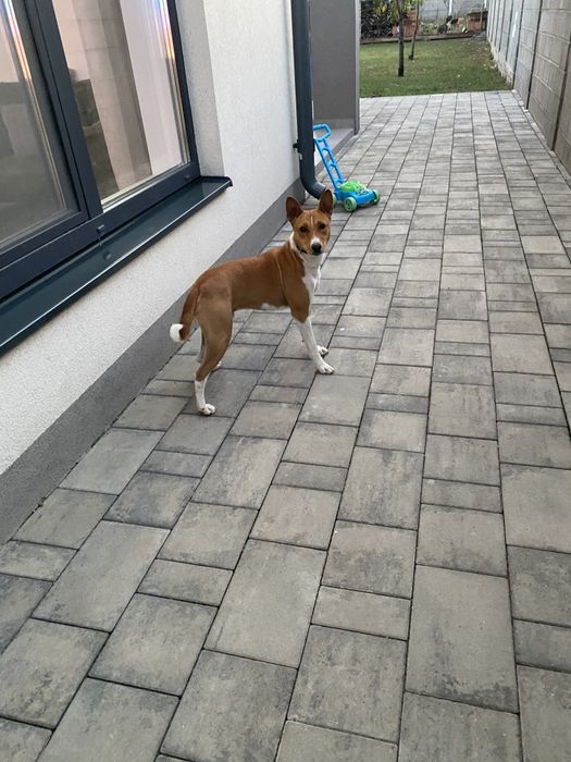 Basenji câine - se donează