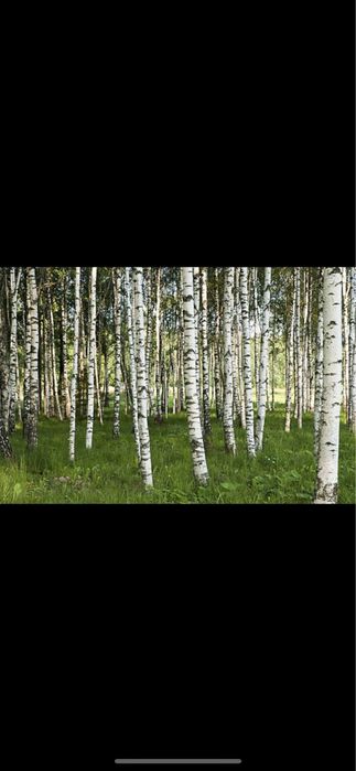 Vand si plantez mesteacan