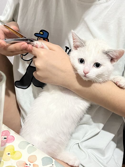 Кошка 6 месяц аппақ ласковая ходит латок