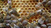 Vand 10 de familii de albine
