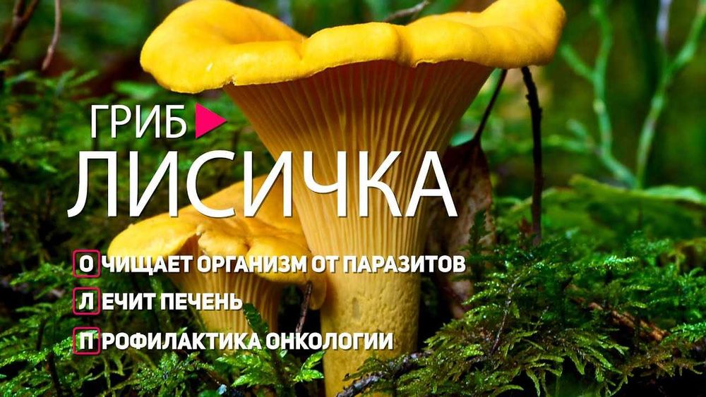 Грибы лисички сушёные,другие грибы сушёные.