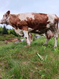 Vaca Balțata de vânzare A 4  vițel ieste gestantă în 5 luni