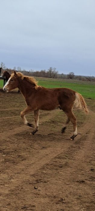 Жабагы сатылады еркек
