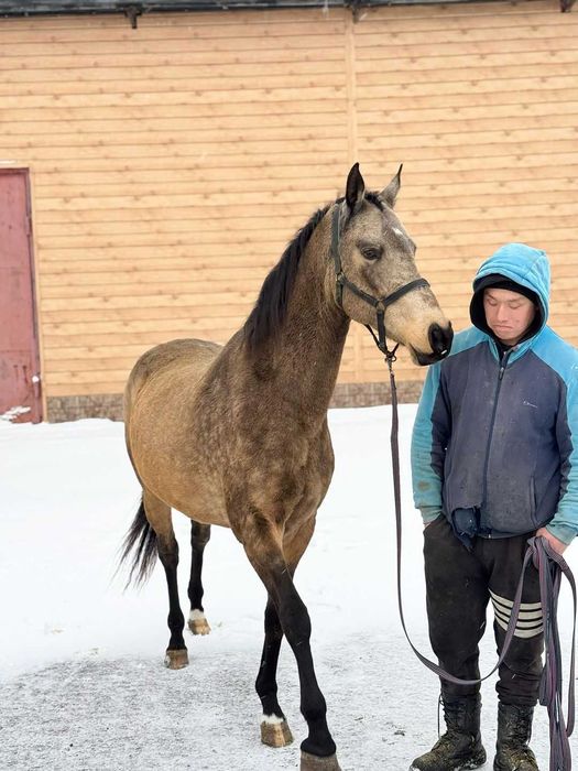 Продаётся лошадь