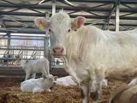 Vaci Charolaise la prima fatare cu vitel 3 luni