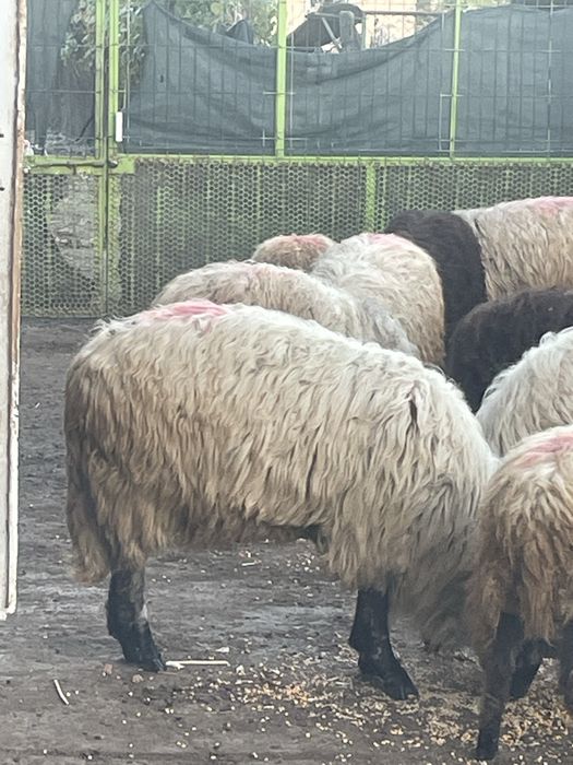 Vand un noatin si 3 mielute