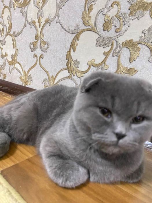 Скотиш фолд чистая парода