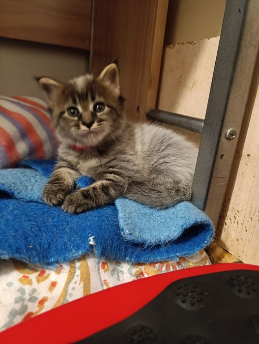 Котята Мейн-кун девочки