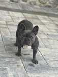 French Bulldog in Maramures