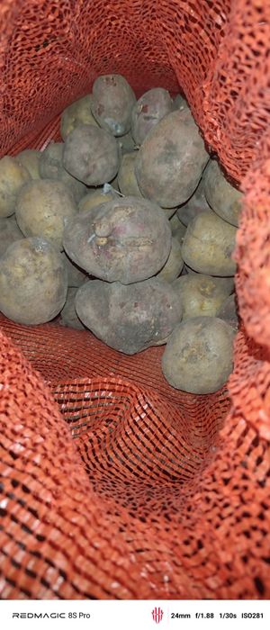 Картофель домашний крупный