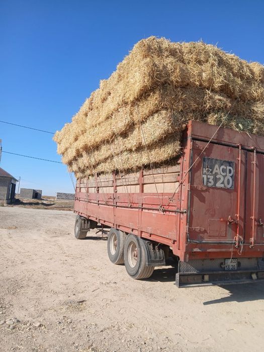 Күріштің сабаны бар