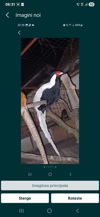 Fazani masculi colorati