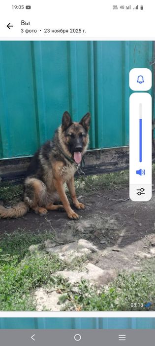 Сабака яистый крупный немес