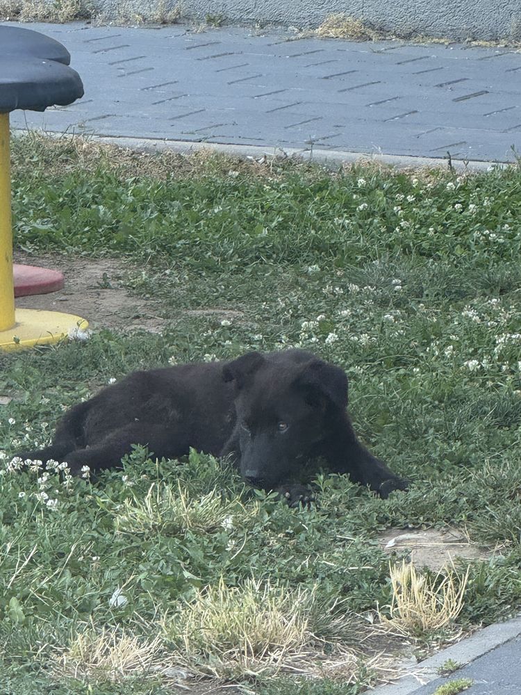 Pui de caine pentru adoptie
