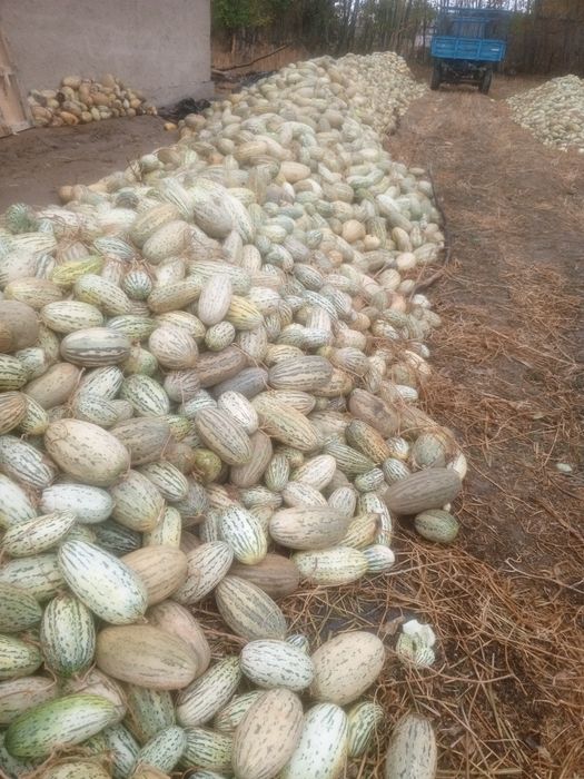 Chorvaga berish uchun qovun