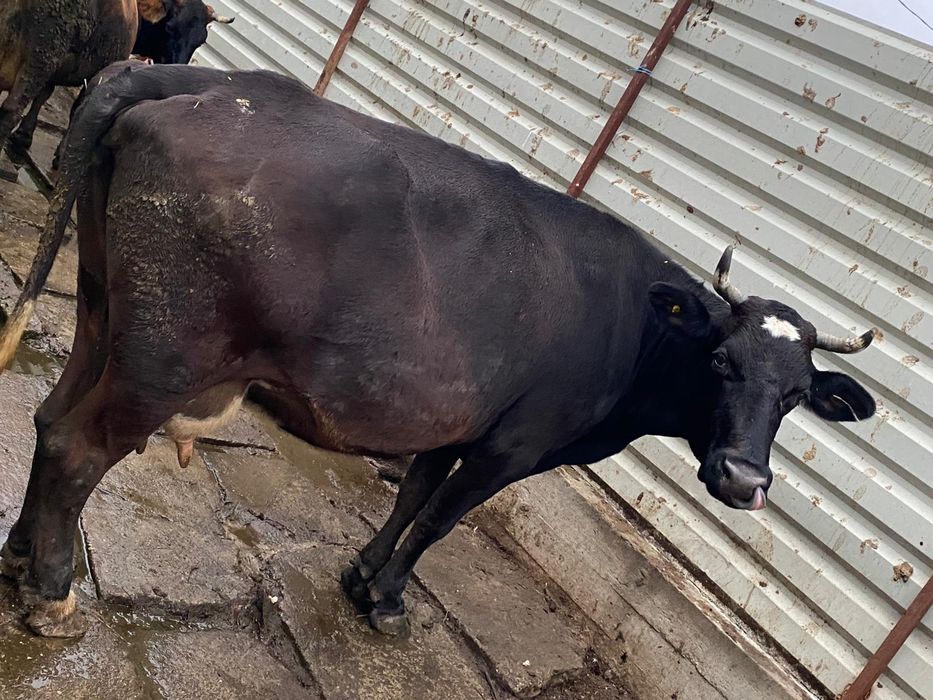 Vând vaca și vitea