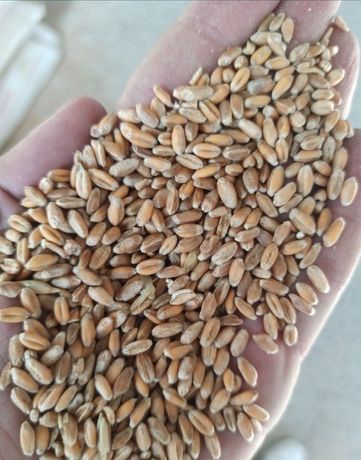 Пшеница Ячмень Бидай Арпа