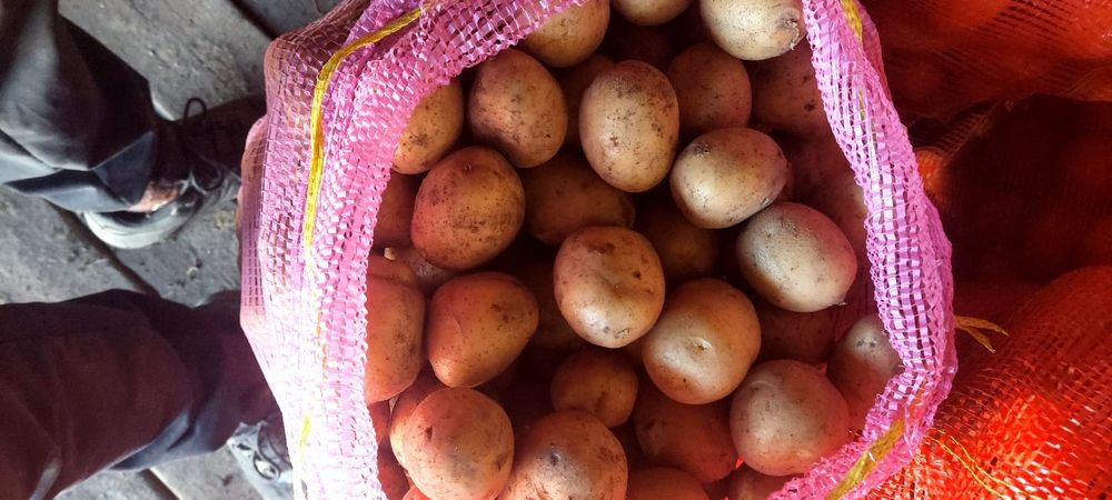 Продаю картофель домашний, среднего размера