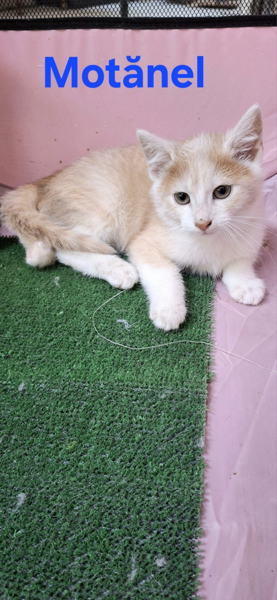 ‼️ Pisici Sterilizat pt adopție ‼️