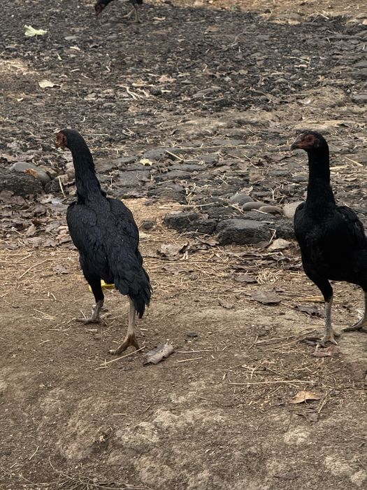 Makyon tovuqlar (boboq tovuqlar)