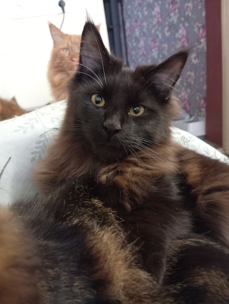 Готов к продаже великолепный котенок Мейн Кун окраса черный солид