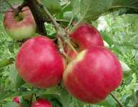 Măr (Soiul Red Melba )