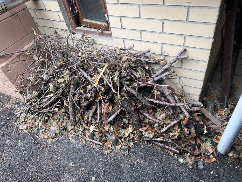 Дрова , фруктовые , абрикос , яблоня , вишня