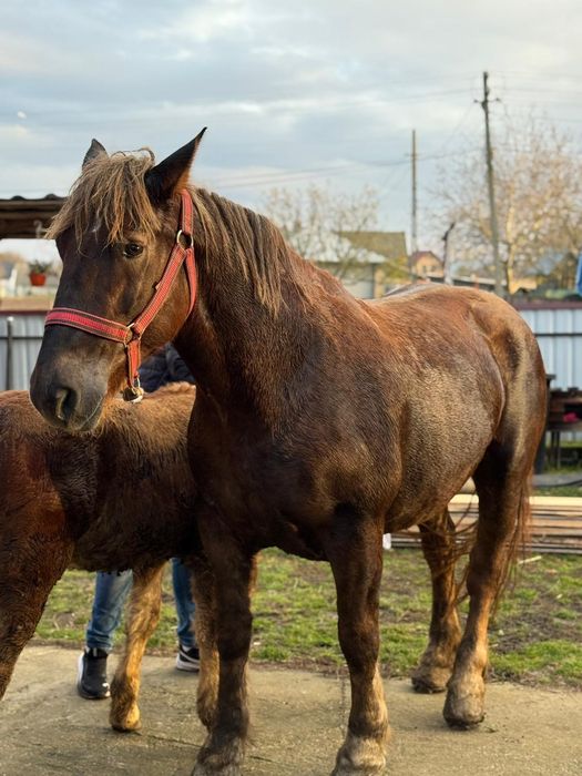 Iapa gestanta de vanzare