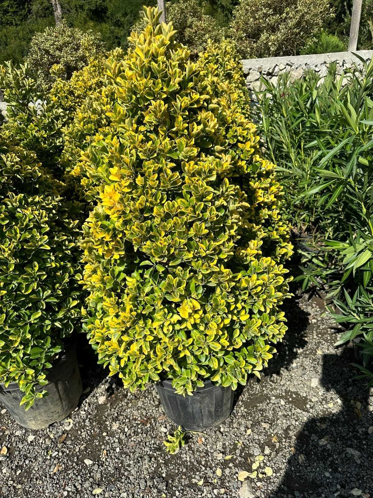 Spațiu verde de vis! Plante ornamentale gata de plantat!