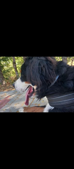 Ciobanesc de Berna în căutare de căsuța