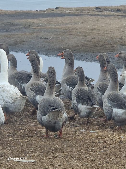 Продам домашних уток и гусей на разведение и на мясо..