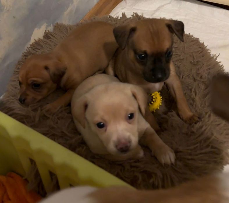 Два чудесных мальчика, для очень заботливых родителей.