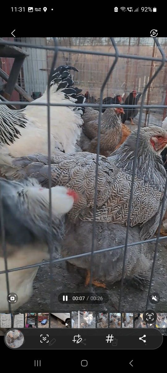 Ouă incubat rasele Playmouth, Australorp, Brahma