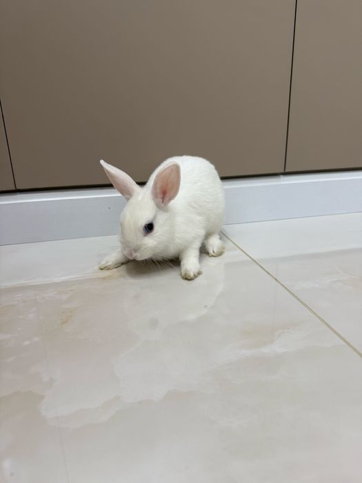 Карликовые кролики