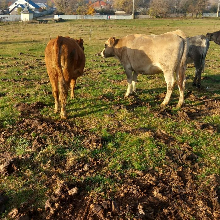 Vând tăurași, junici , vaci