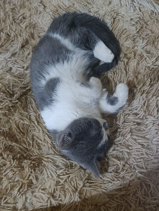 Котенок в добрые руки