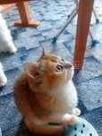 British shorhair golden chincilla