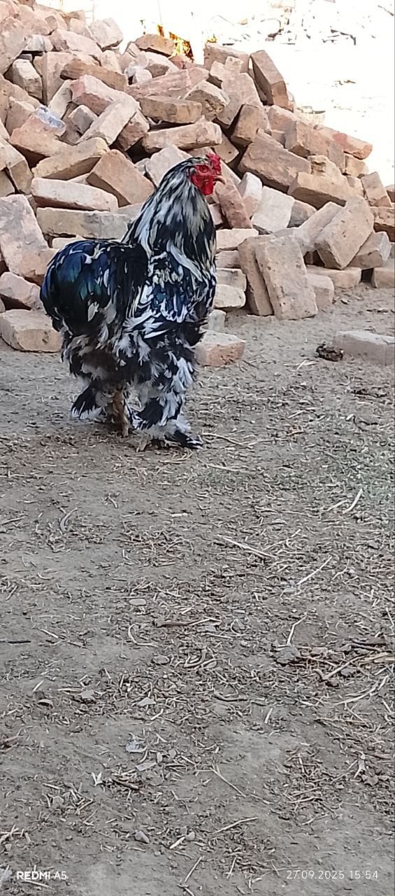 Brama xoroz soglom