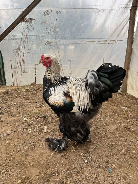 Cocoși Brahma silver negru, rotgesattelt