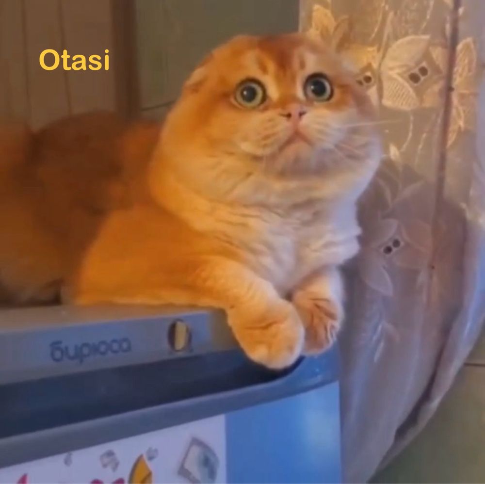 Britan Scottish Fold NY12 = Black Golden Shaded vyazka uchun