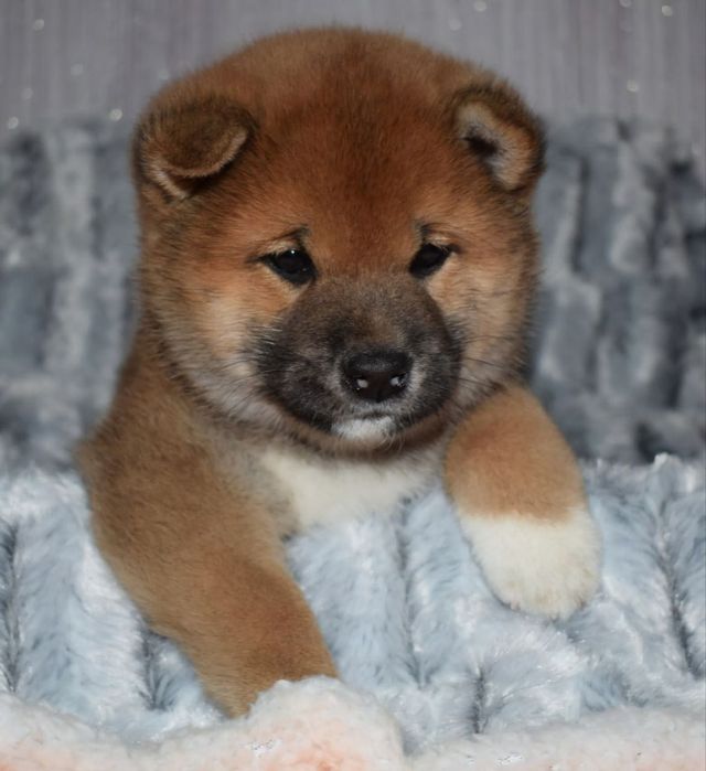 Мальчик Сиба Ину 10 месяцев