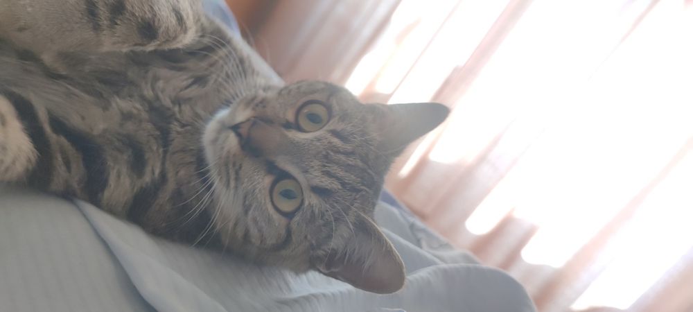 Хороший кот бесплатно!
