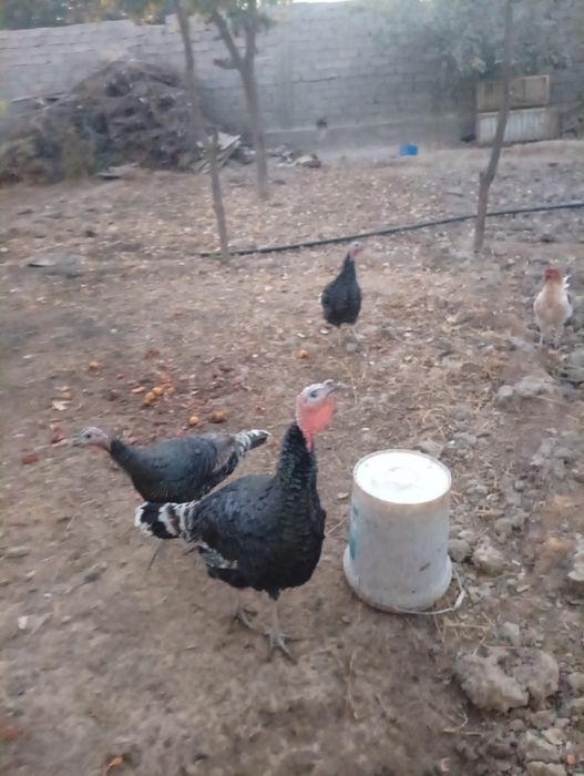 Kurka sotiladi xonaki