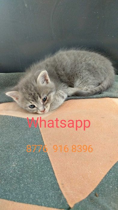 Котята милые красивые игривые