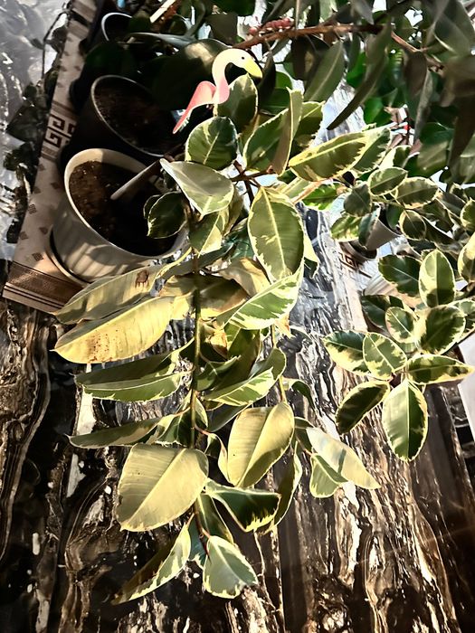 Ficusi de vânzare – diferite dimensiuni (200–600 lei)