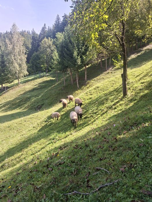 Oi suffolk de vânzare.