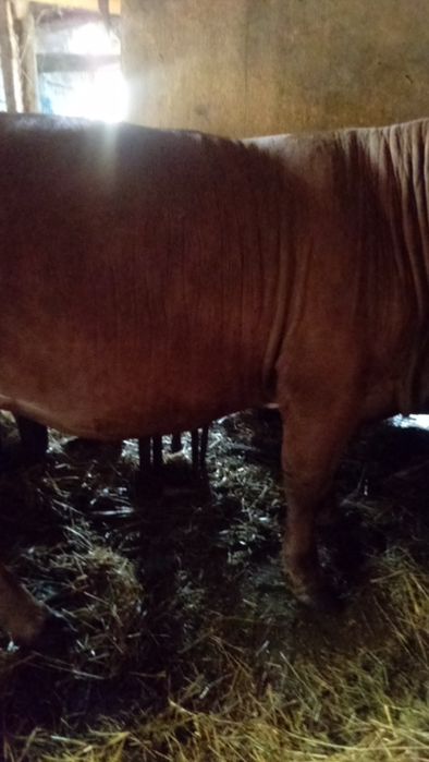 Vaca de vânzare pentru sacrificat