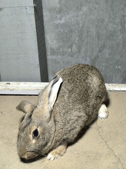 Quyon sotiladi zoti velikan