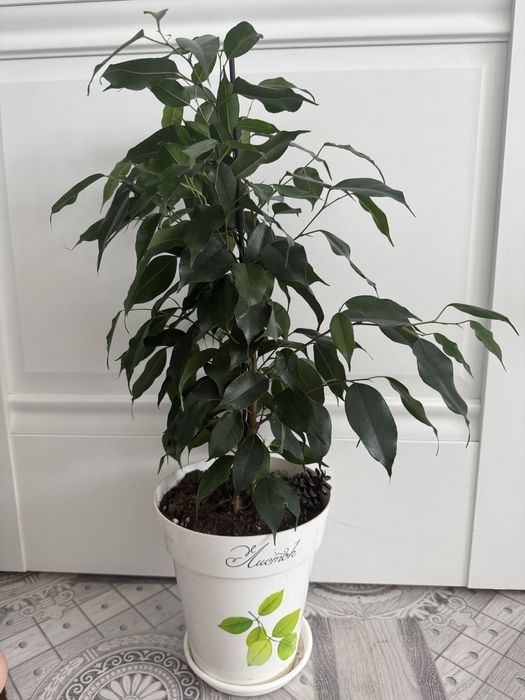 Фикус Дэниель , Алое